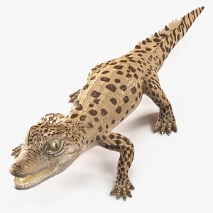 3D Baby Crocodile Light Color