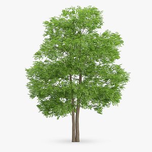 3d wild service tree 14m model