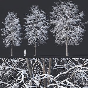 3D tilia trees