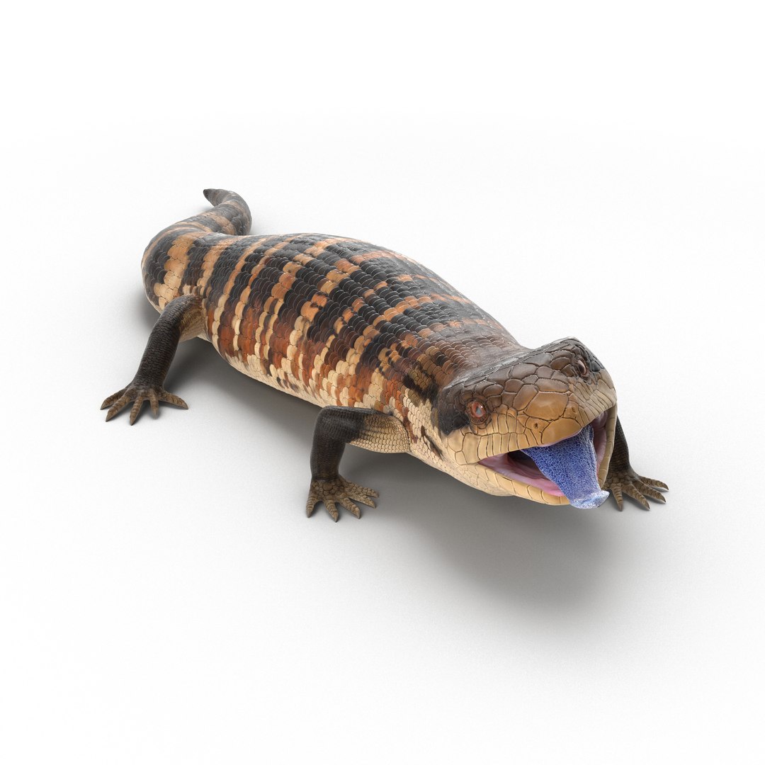 Blue Tongued Skink Rigged Max   Bluetonguedskinkrigged3dmodel02 