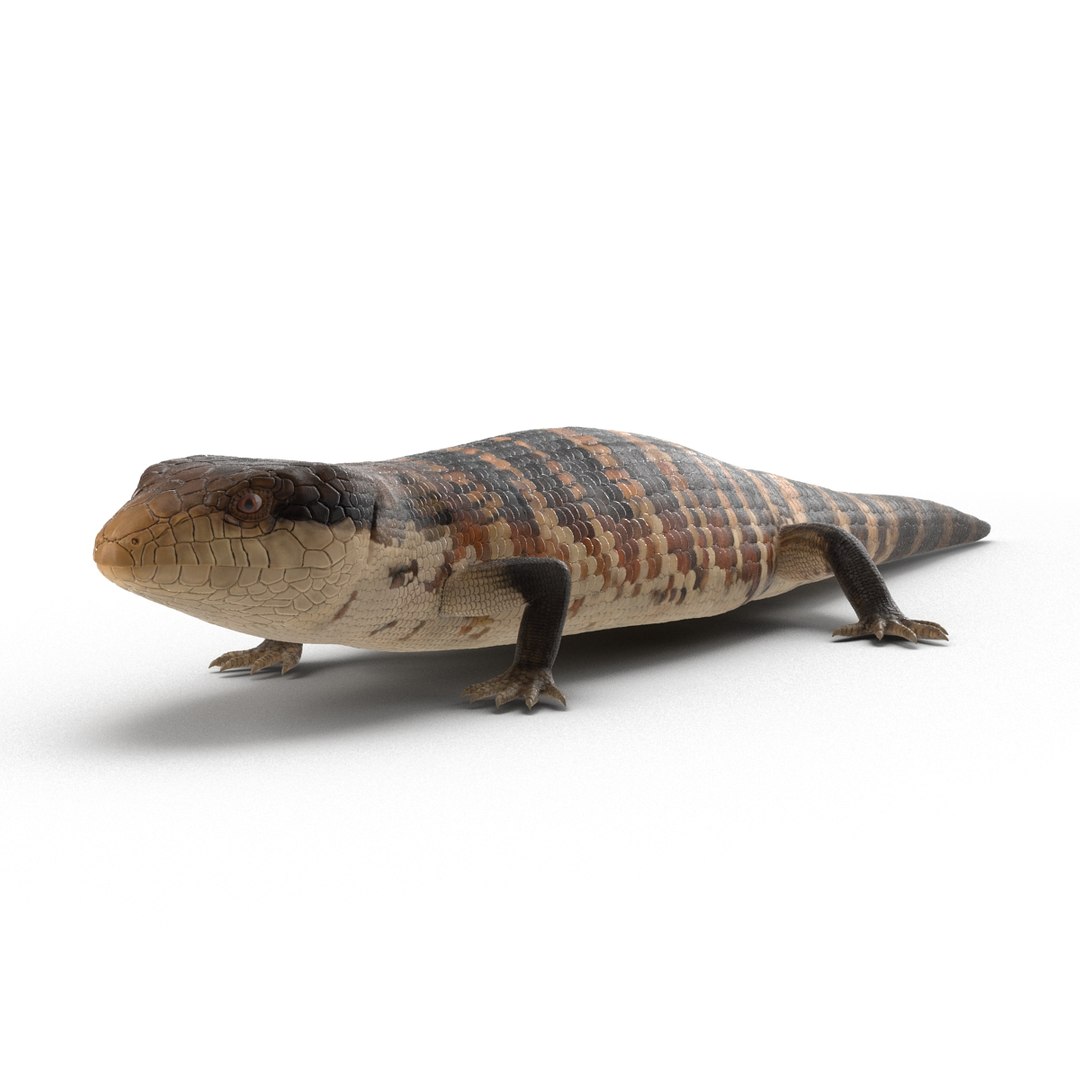 Blue Tongued Skink Rigged Max   Bluetonguedskinkrigged3dmodel20 