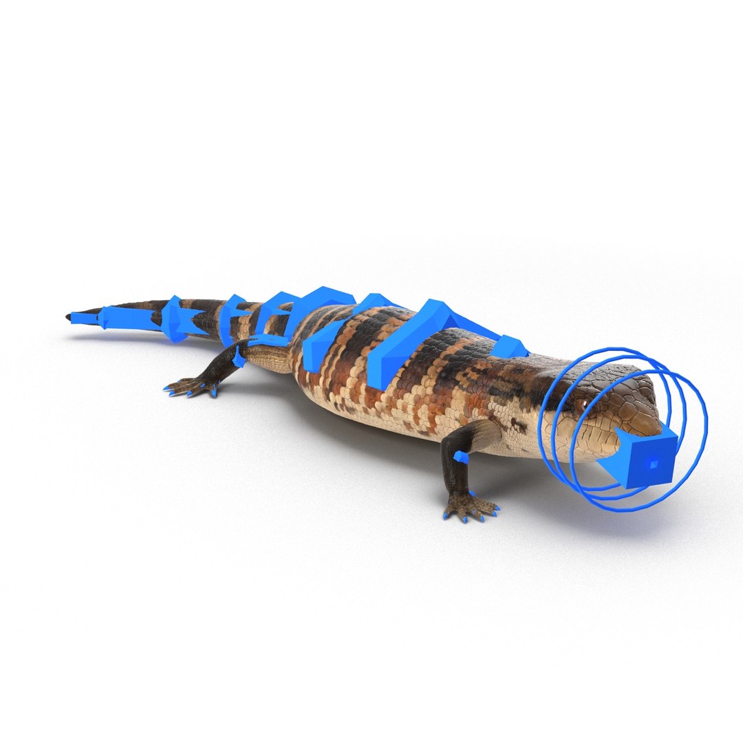 Blue Tongued Skink Rigged Max   Bluetonguedskinkrigged3dmodel35 