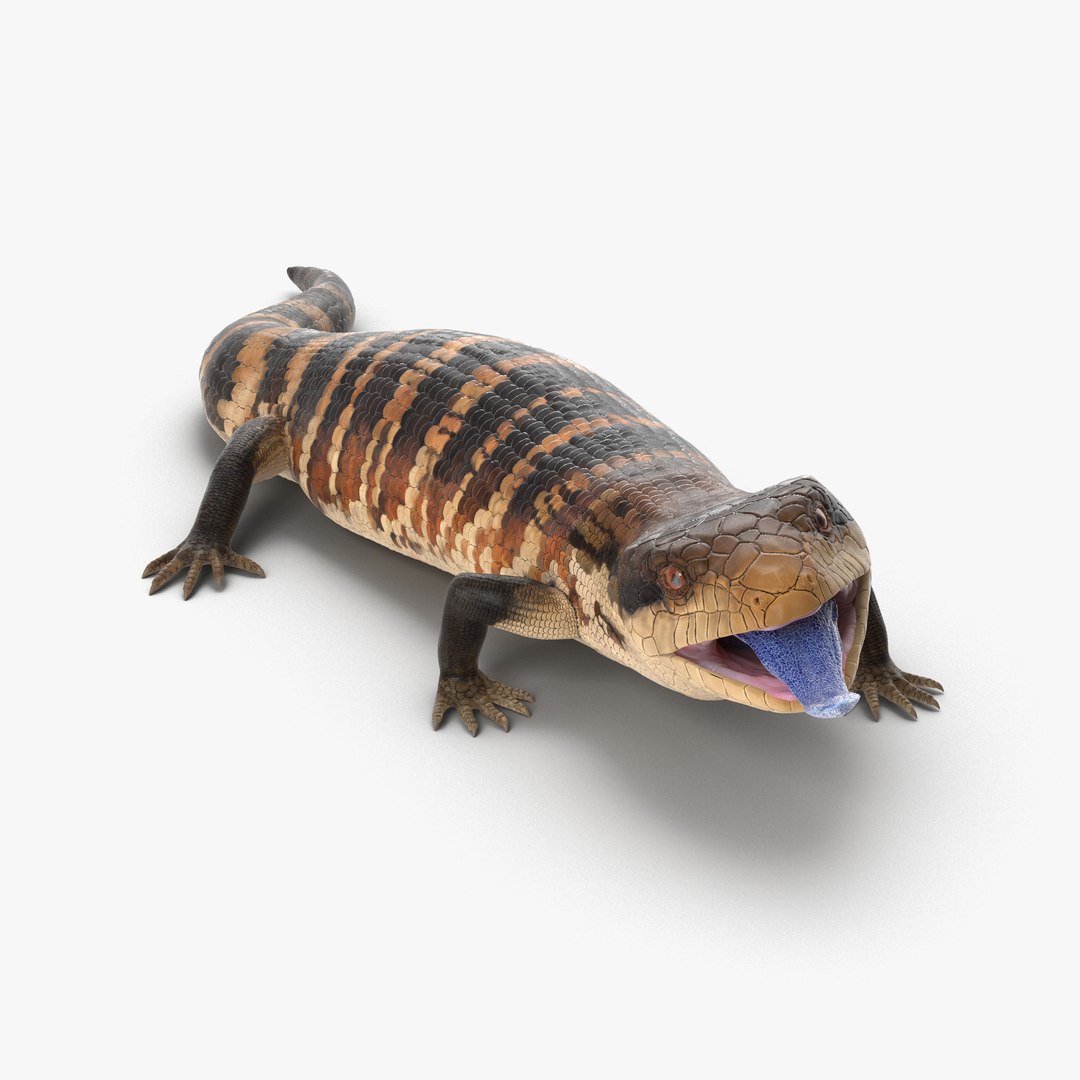 Blue Tongued Skink Rigged 3D Model preview