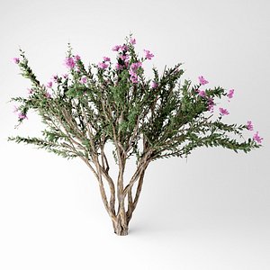 Crape myrtle