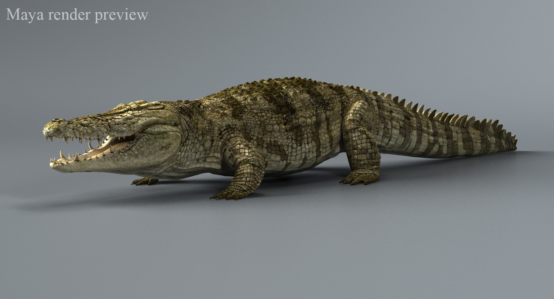 crocodile 3d max