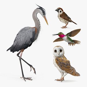 3D birds grey heron