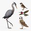 Collection d'oiseaux