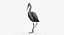Collection d'oiseaux