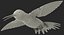 Collection d'oiseaux