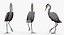 Collection d'oiseaux