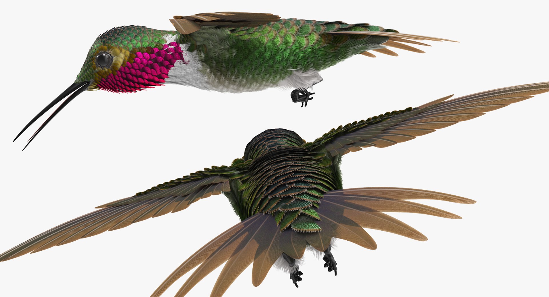 3D birds grey heron https://p.turbosquid.com/ts-thumb/vR/B0P0GN/AAT6LLWU/birdcollectionvray3dmodel027/jpg/1574433849/1920x1080/fit_q87/77c4fec957ad7d45a5e03b099765e5bfcaba6a1a/birdcollectionvray3dmodel027.jpg