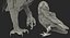 Collection d'oiseaux