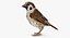Collection d'oiseaux