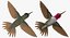 Collection d'oiseaux