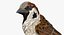 Collection d'oiseaux