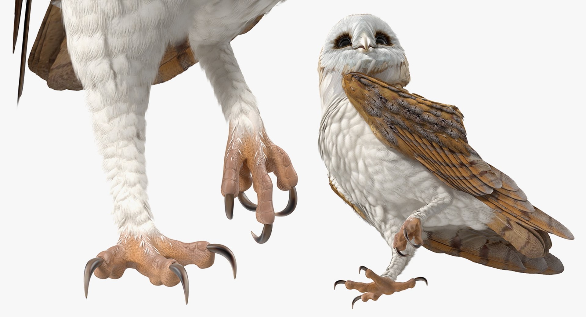 3D birds grey heron https://p.turbosquid.com/ts-thumb/vR/B0P0GN/QJnyf9T7/birdcollectionvray3dmodel007/jpg/1574433758/1920x1080/fit_q87/1064e3569c3f443d7473557187506d0951c65219/birdcollectionvray3dmodel007.jpg