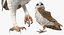 Collection d'oiseaux