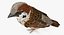 Collection d'oiseaux