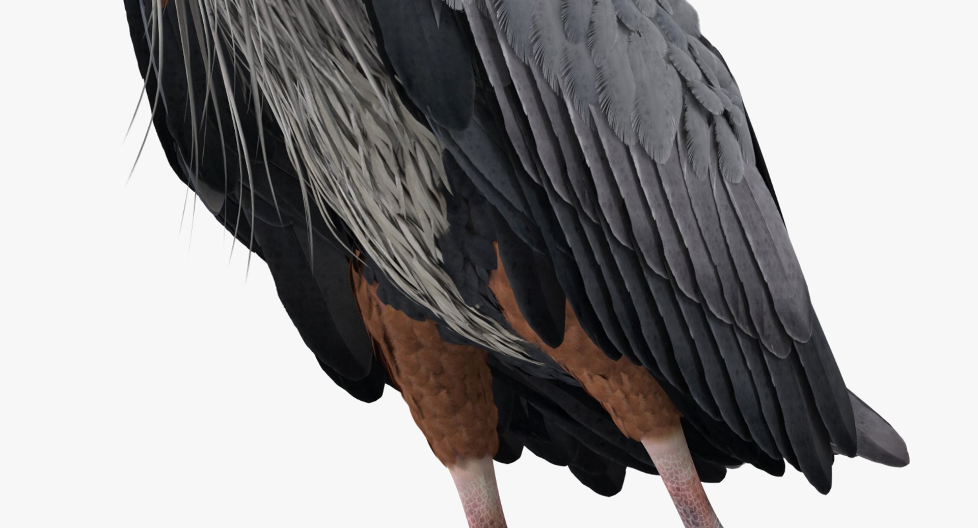 3D birds grey heron https://p.turbosquid.com/ts-thumb/vR/B0P0GN/Tg7L1yBQ/birdcollectionvray3dmodel024/jpg/1574433835/1920x1080/fit_q87/8af6e0cb752d9dd198a188638ec11f4e13b28abc/birdcollectionvray3dmodel024.jpg