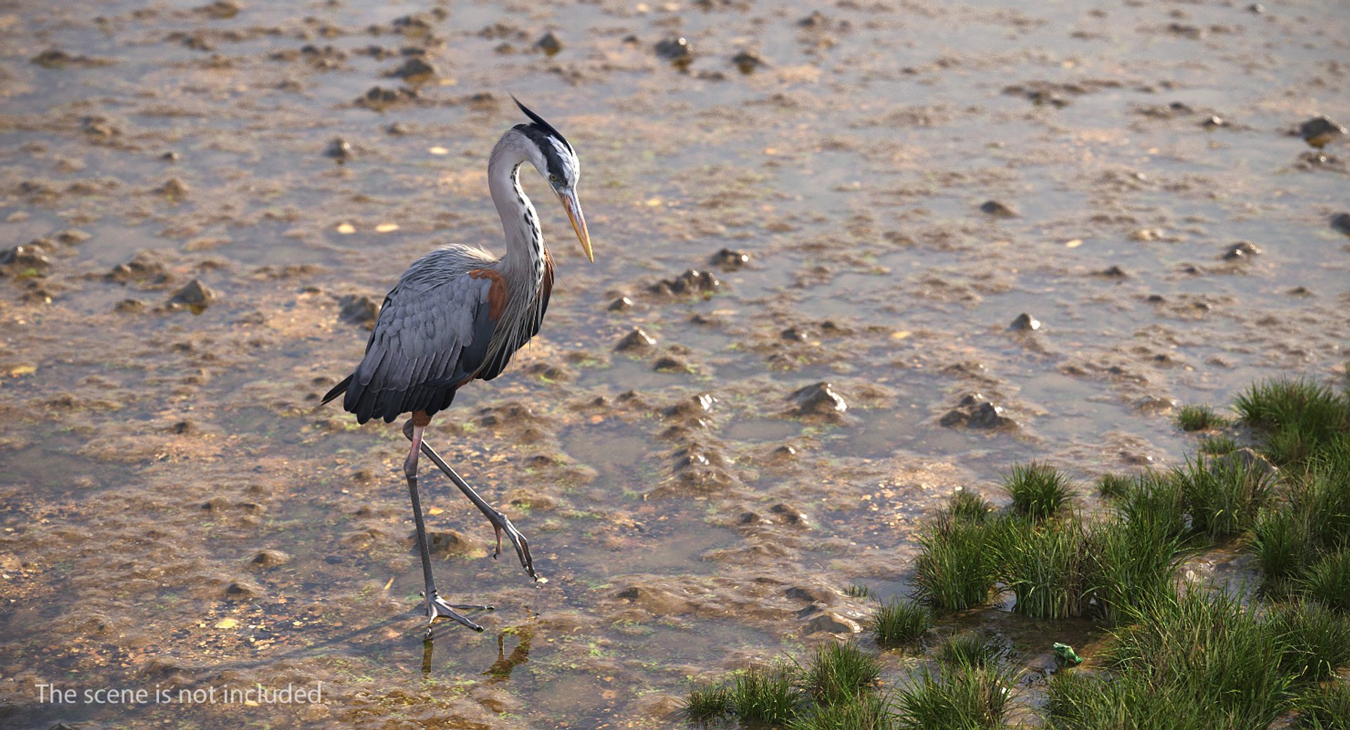 3D birds grey heron https://p.turbosquid.com/ts-thumb/vR/B0P0GN/Y99SVIZ3/birdcollectionvray3dmodel020/jpg/1574433817/1920x1080/fit_q87/b69559ac27649b425e445c59afc6175392f5db16/birdcollectionvray3dmodel020.jpg