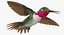 Collection d'oiseaux
