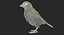 Collection d'oiseaux