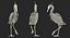 Collection d'oiseaux