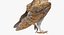 Collection d'oiseaux