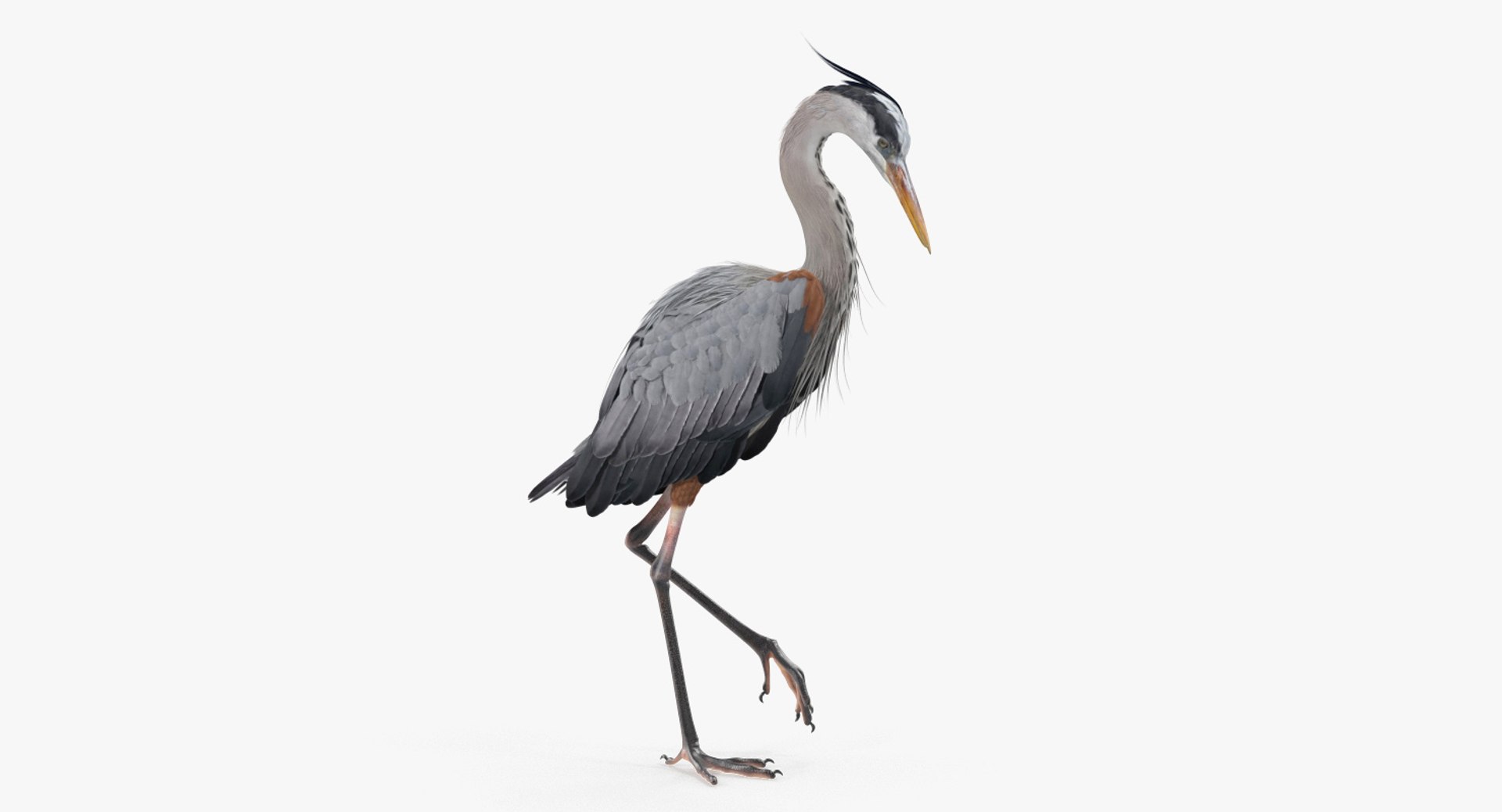 3D birds grey heron https://p.turbosquid.com/ts-thumb/vR/B0P0GN/jAxkrsaT/birdcollectionvray3dmodel018/jpg/1574433807/1920x1080/fit_q87/0873587a8f604b0d6d937ca22d1cab17df8d5751/birdcollectionvray3dmodel018.jpg