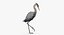 Collection d'oiseaux