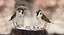 Collection d'oiseaux