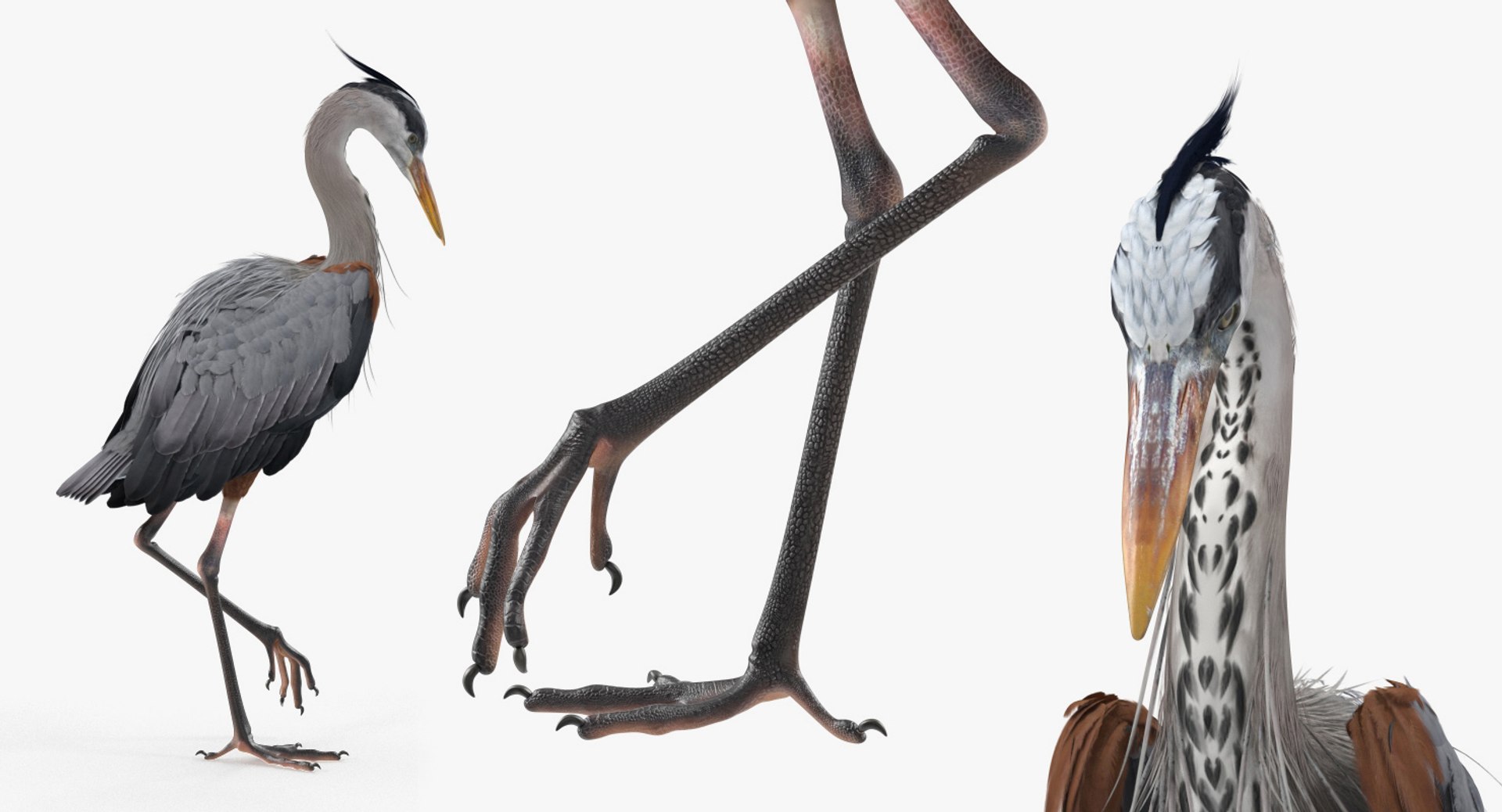 3D birds grey heron https://p.turbosquid.com/ts-thumb/vR/B0P0GN/m7vBGNwQ/birdcollectionvray3dmodel022/jpg/1574433826/1920x1080/fit_q87/4cd2539cab858e8beaf81dc7ca008ec770e32f73/birdcollectionvray3dmodel022.jpg