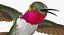 Collection d'oiseaux