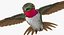 Collection d'oiseaux