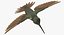 Collection d'oiseaux