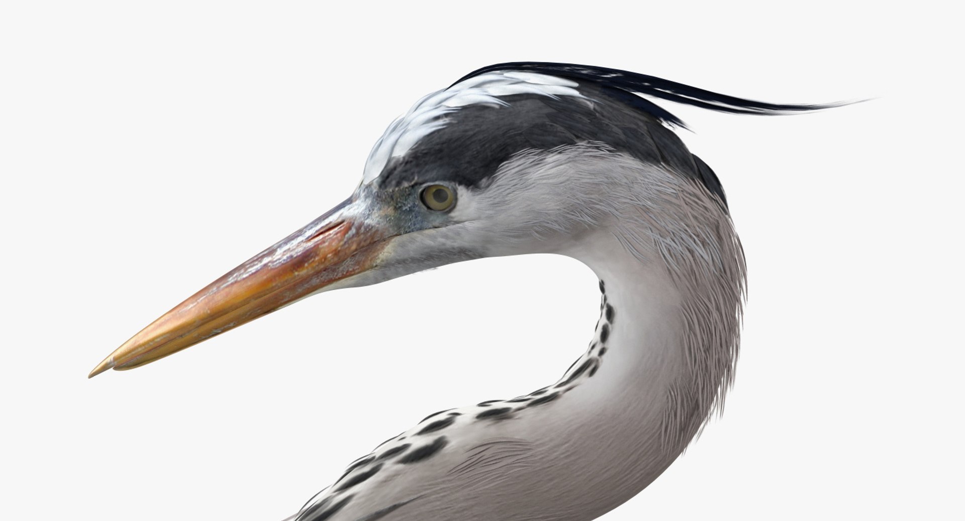 3D birds grey heron https://p.turbosquid.com/ts-thumb/vR/B0P0GN/xk6G5CaP/birdcollectionvray3dmodel023/jpg/1574433830/1920x1080/fit_q87/8d9605ace728ae6d8b981963b673664d2486031c/birdcollectionvray3dmodel023.jpg