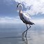 Collection d'oiseaux