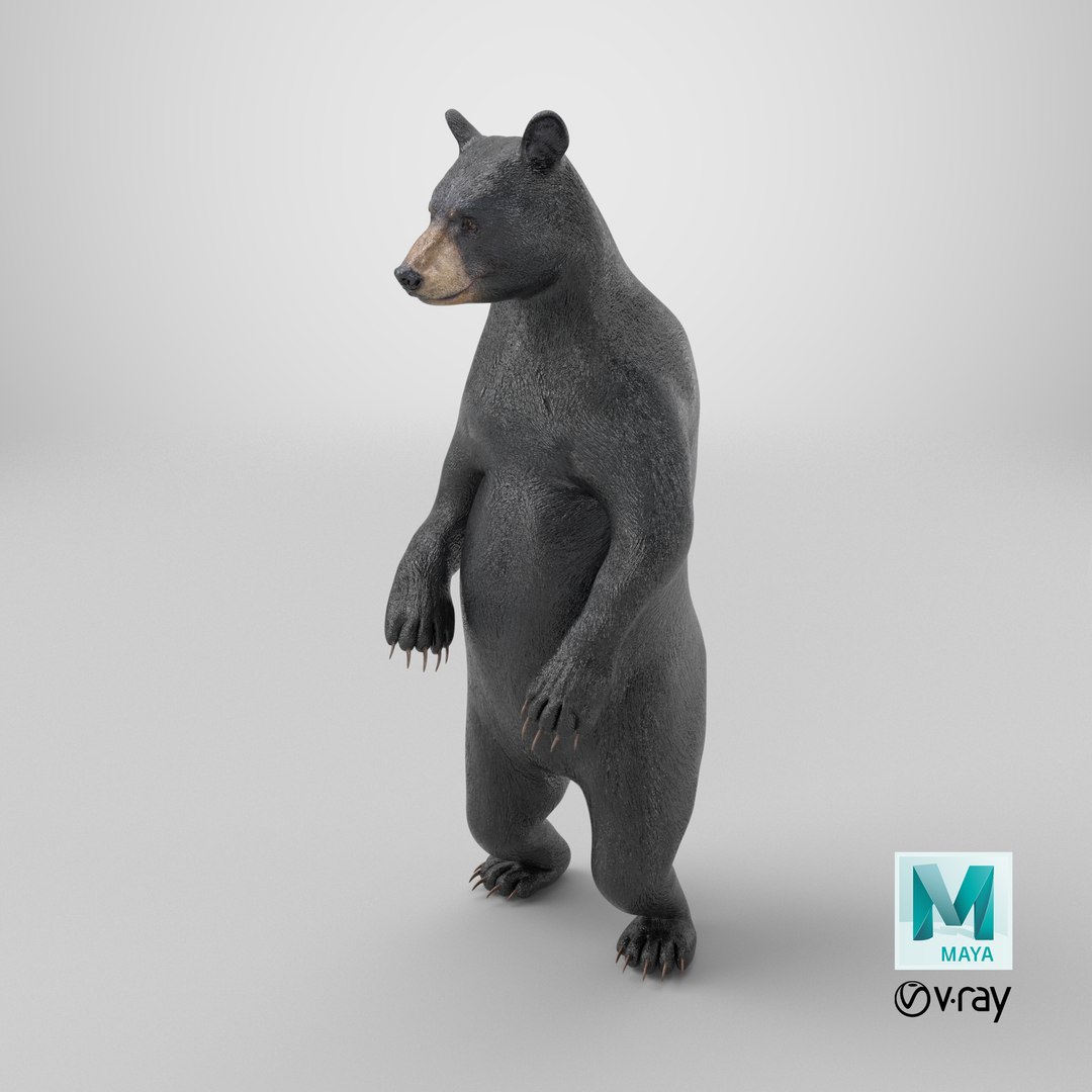 3D model Standing Black Bear https://p.turbosquid.com/ts-thumb/vR/J8zZsd/0b/stemcell_maya_vray_render/png/1725887890/1920x1080/fit_q87/505ae6d1189f9ab2c862d44fd94253d38fd5b732/stemcell_maya_vray_render.jpg