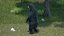 Standing Black Bear