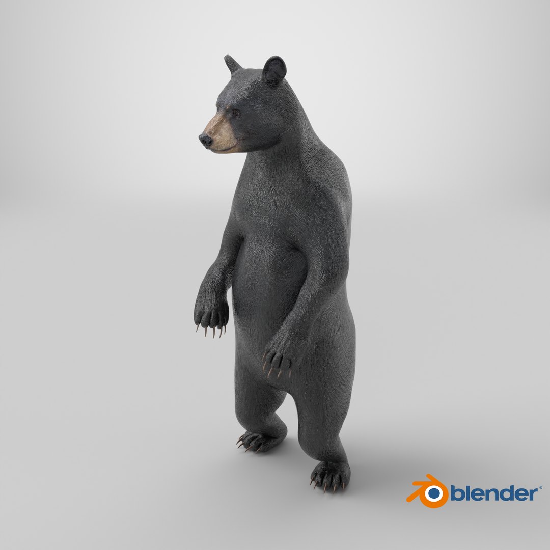 3D model Standing Black Bear https://p.turbosquid.com/ts-thumb/vR/J8zZsd/1s/stemcell_blender_cycles_render/png/1725887886/1920x1080/fit_q87/c484d98eafc79204c424efff8fe9b48d5eeb0a7f/stemcell_blender_cycles_render.jpg