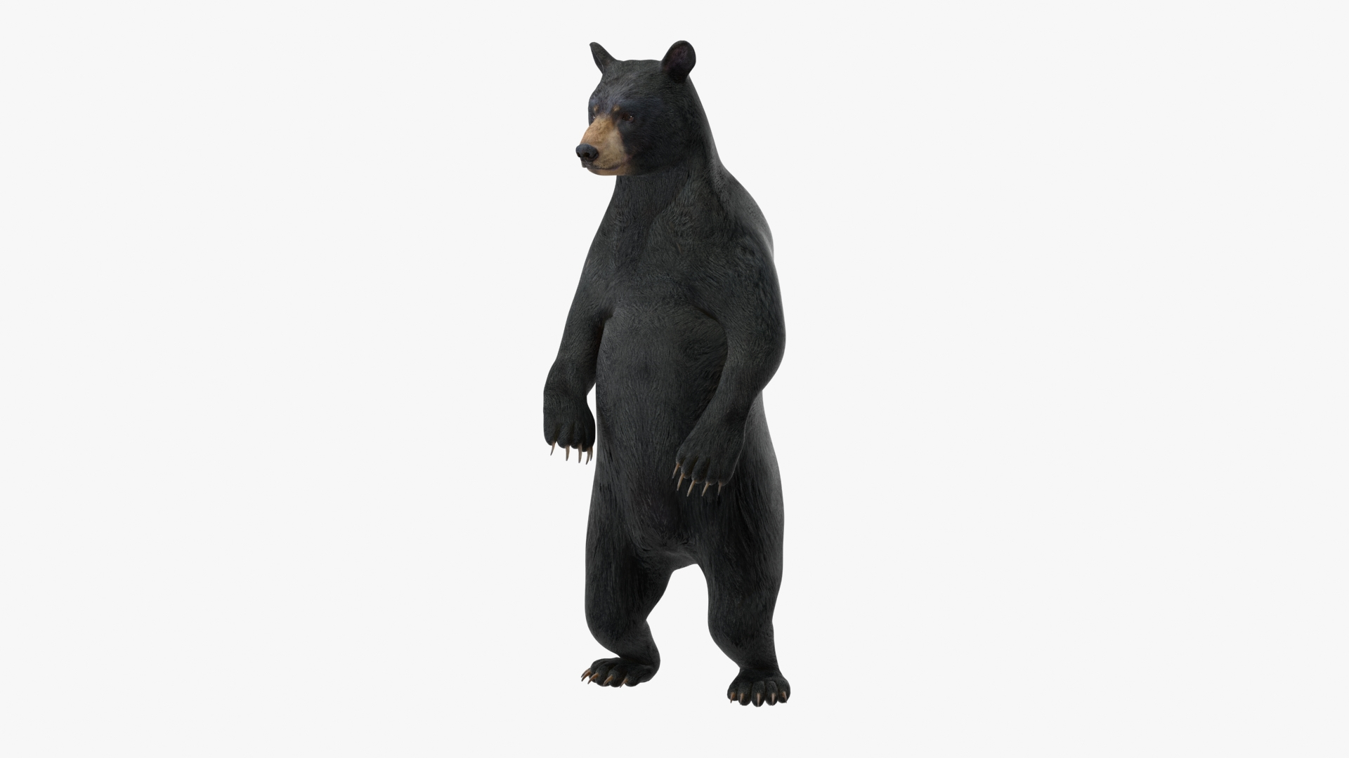 3D Model Standing Black Bear - TurboSquid 2253913