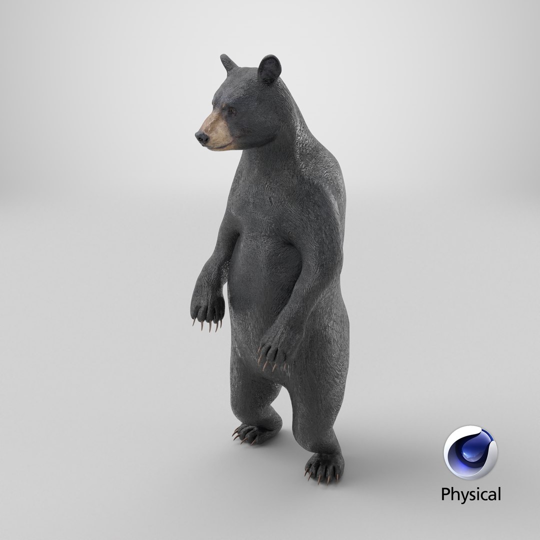3D model Standing Black Bear https://p.turbosquid.com/ts-thumb/vR/J8zZsd/HM/stemcell_cinema_4d_physical_render/png/1725887894/1920x1080/fit_q87/c3da7fa56148a29bd25187a9f61d69598bfc3a02/stemcell_cinema_4d_physical_render.jpg