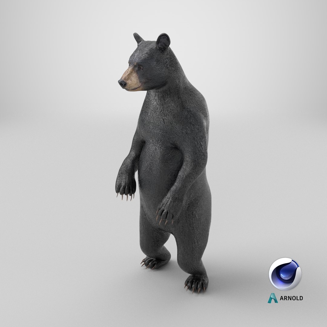 3D model Standing Black Bear https://p.turbosquid.com/ts-thumb/vR/J8zZsd/Nz/stemcell_cinema_4d_arnold_render/png/1725887892/1920x1080/fit_q87/f79415811f751c63fb41102800ced64a6078806b/stemcell_cinema_4d_arnold_render.jpg