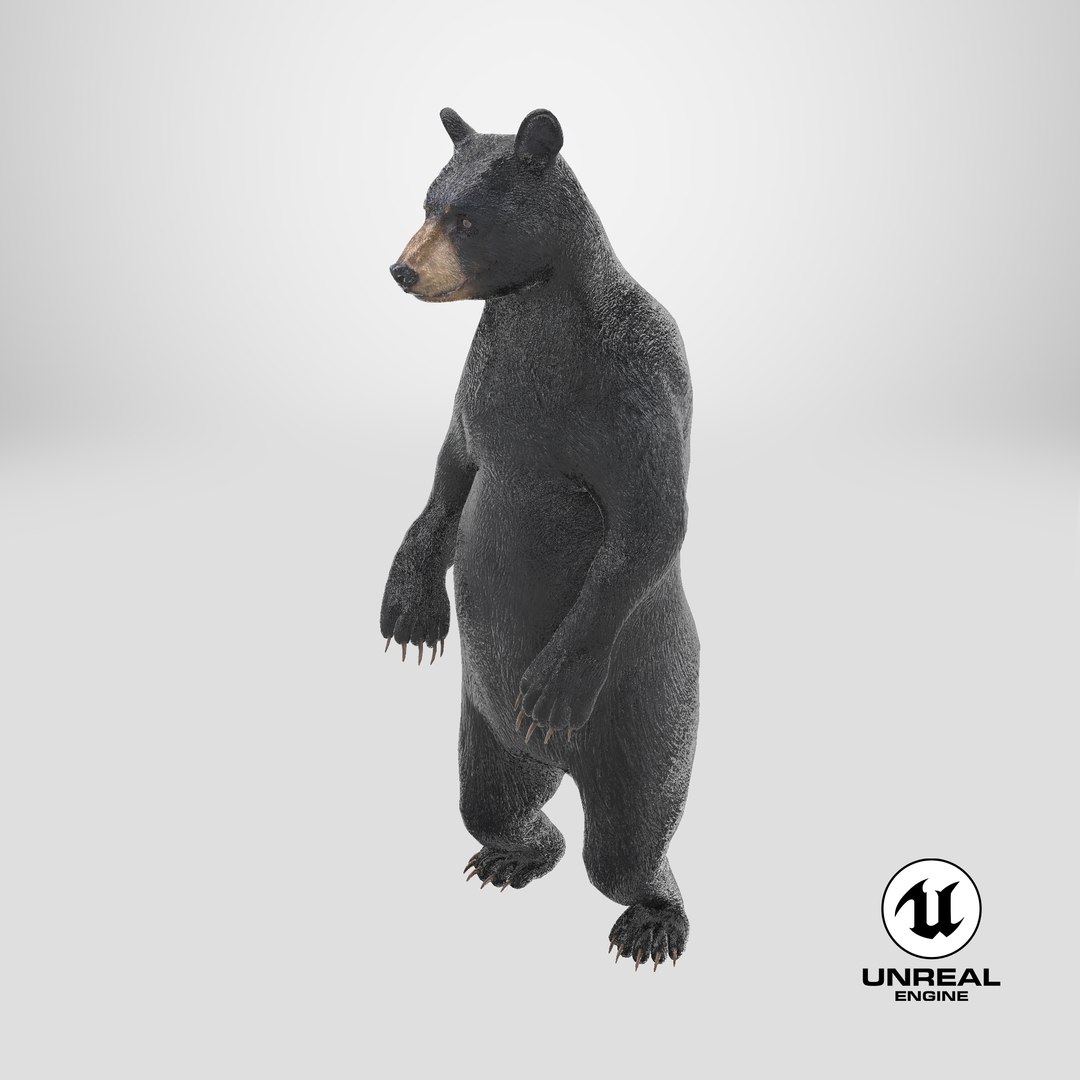 3D model Standing Black Bear https://p.turbosquid.com/ts-thumb/vR/J8zZsd/hP/stemcell_unreal_render/png/1725887899/1920x1080/fit_q87/dfad174bfcf3c57dab1ada6fdf819b3673b5a3a6/stemcell_unreal_render.jpg