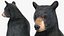 Standing Black Bear