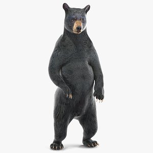 3D model Standing Black Bear