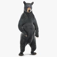 Standing Black Bear