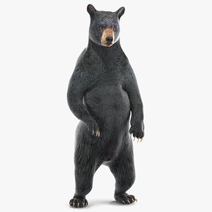 Standing Black Bear