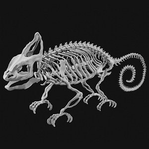 Chameleon Skeleton