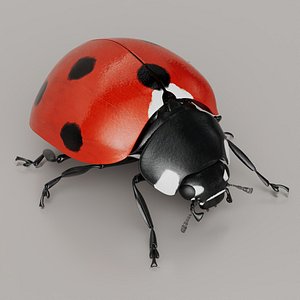 Flying Ladybug Animated Rigged for Maya model